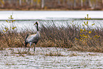 common crane