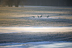 grey crane