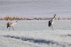 grey crane