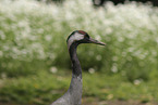 common crane