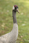 common crane