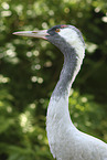 common crane
