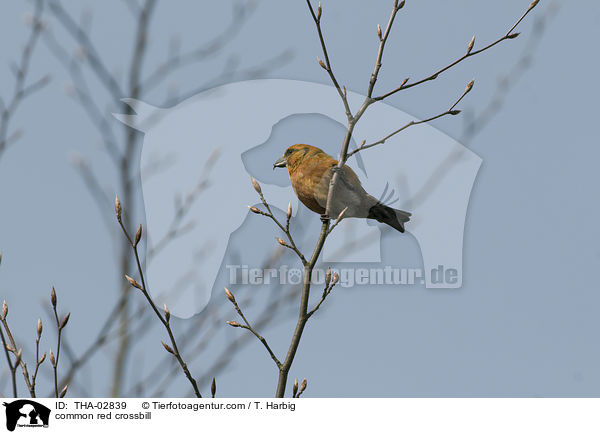 common red crossbill / THA-02839