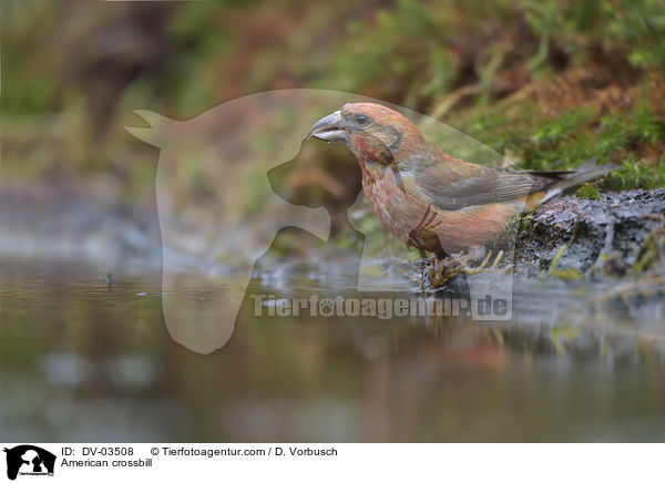 American crossbill / DV-03508