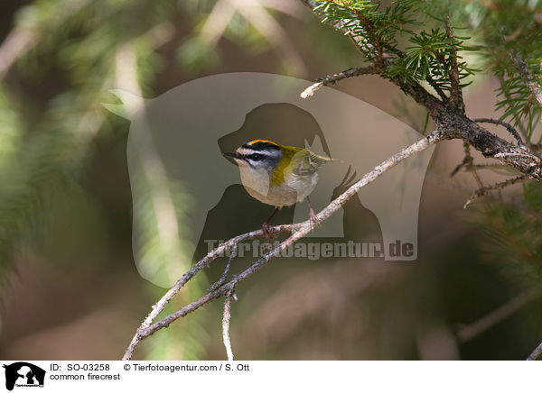 common firecrest / SO-03258