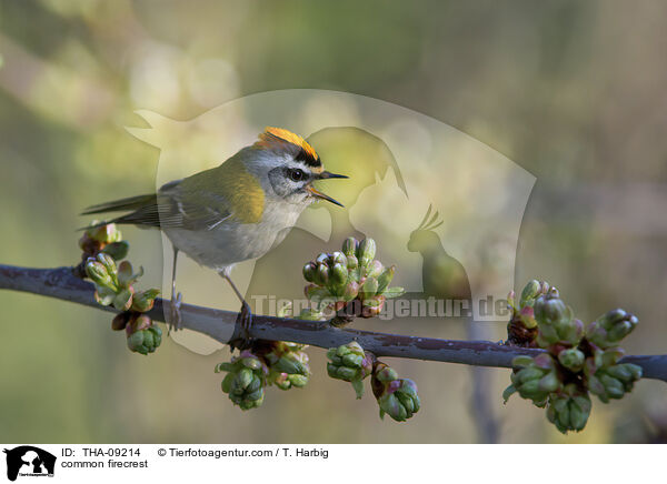 Sommergoldhhnchen / common firecrest / THA-09214