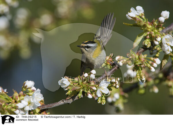 Sommergoldhhnchen / common firecrest / THA-09215