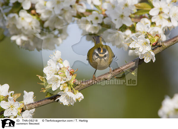 common firecrest / THA-09218