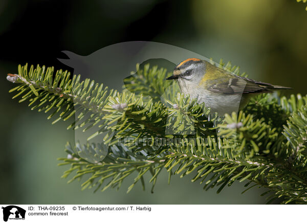 Sommergoldhhnchen / common firecrest / THA-09235