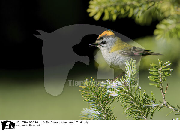 common firecrest / THA-09236