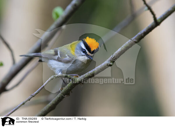 Sommergoldhhnchen / common firecrest / THA-09289