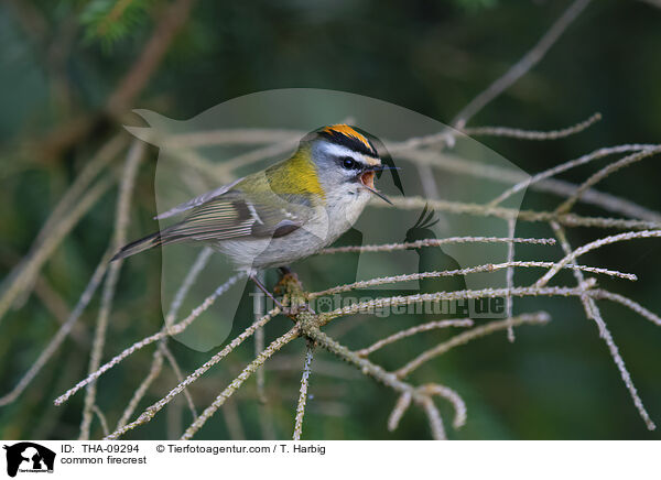 Sommergoldhhnchen / common firecrest / THA-09294