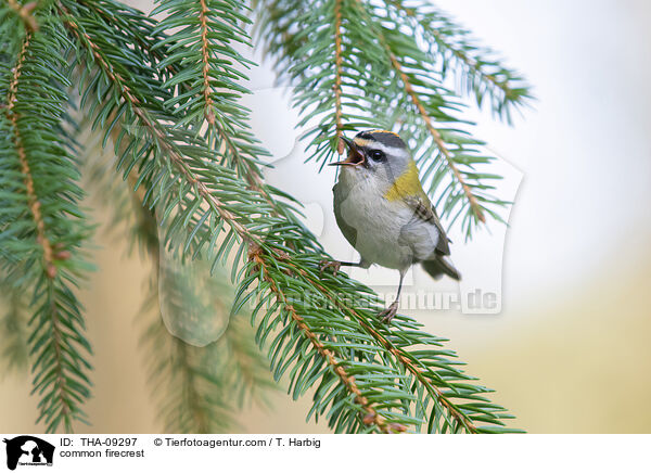 Sommergoldhhnchen / common firecrest / THA-09297