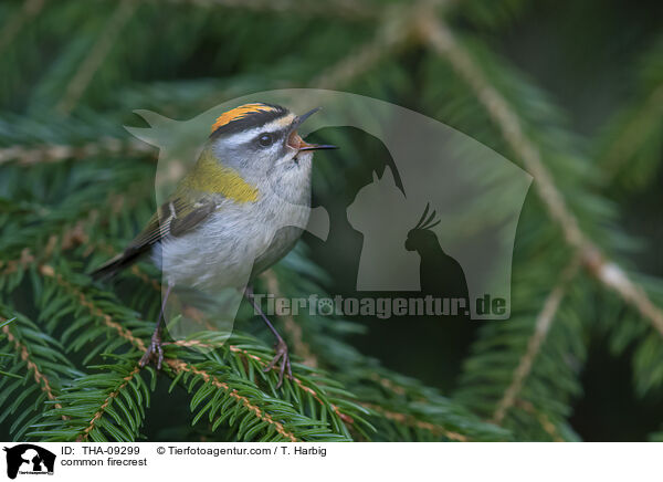 common firecrest / THA-09299