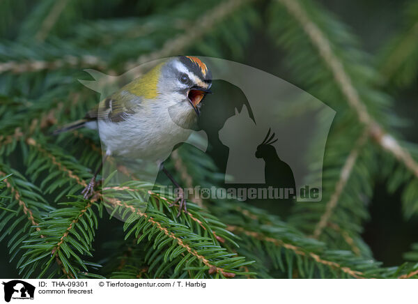 Sommergoldhhnchen / common firecrest / THA-09301