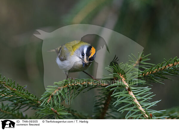 common firecrest / THA-09305