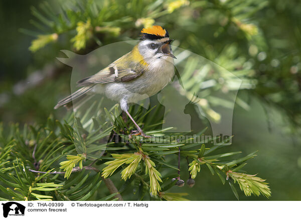 Sommergoldhhnchen / common firecrest / THA-09399