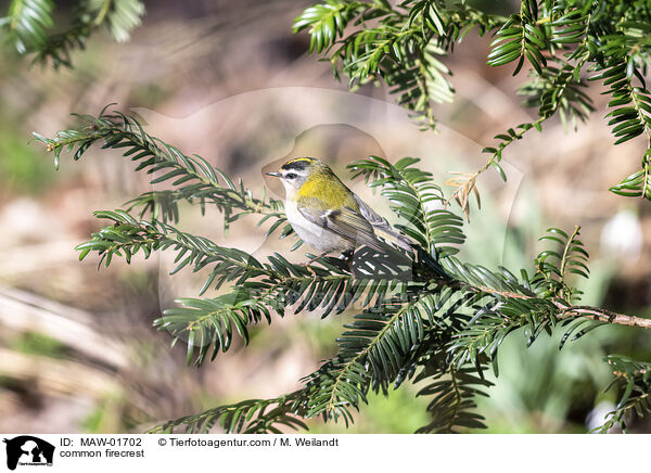 Sommergoldhhnchen / common firecrest / MAW-01702