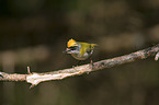 firecrest