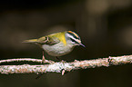 firecrest