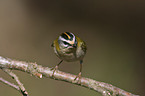 firecrest