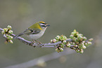 firecrest