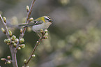 firecrest