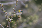 firecrest