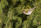 firecrest