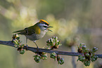 common firecrest