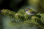 common firecrest