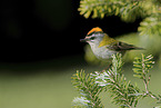 common firecrest