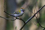 common firecrest