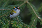 common firecrest