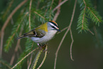 common firecrest