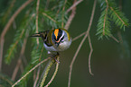 common firecrest