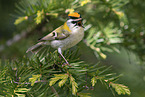 common firecrest