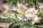 common firecrest