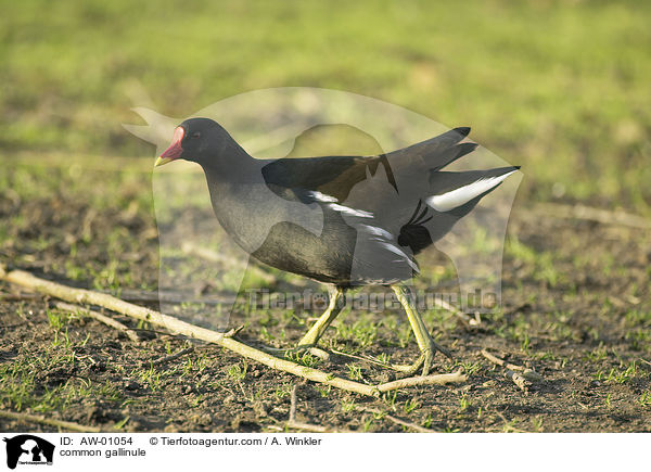 Teichhuhn / common gallinule / AW-01054