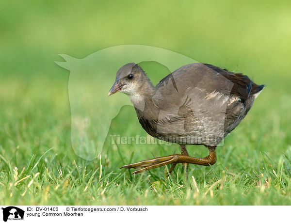 junges Grnfiges Teichhuhn / young Common Moorhen / DV-01403