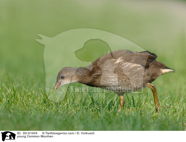 junges Grnfiges Teichhuhn / young Common Moorhen / DV-01404