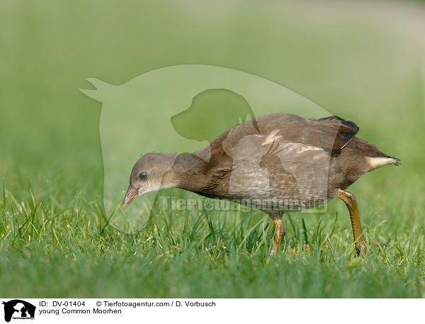 young Common Moorhen / DV-01404