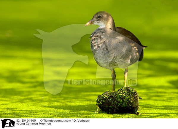 junges Grnfiges Teichhuhn / young Common Moorhen / DV-01405