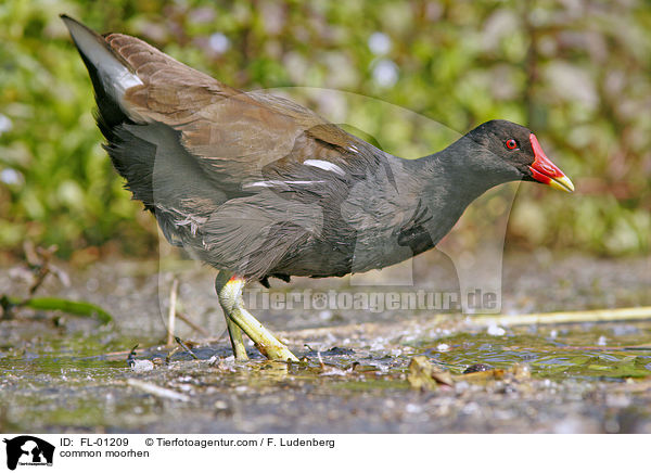 Teichhuhn auf einem See / common moorhen / FL-01209