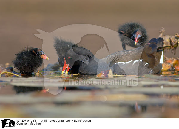 Common Moorhen / DV-01541