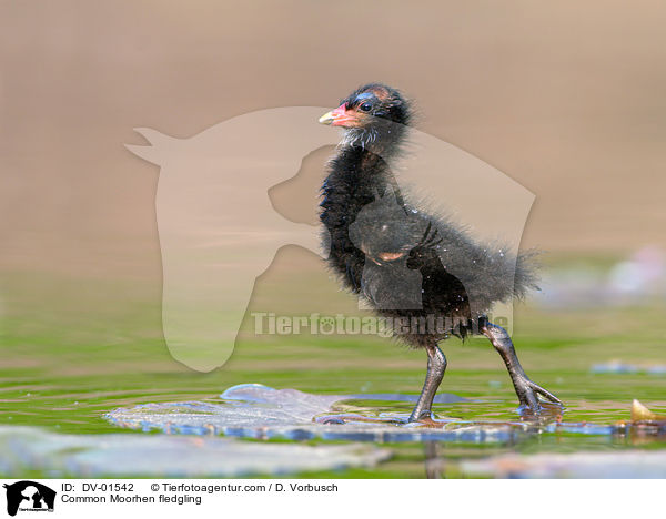 Common Moorhen fledgling / DV-01542