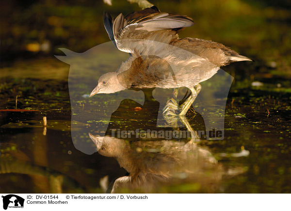 Teichhuhn / Common Moorhen / DV-01544