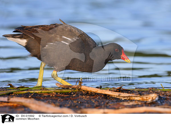 Teichhuhn / common Moorhen / DV-01692