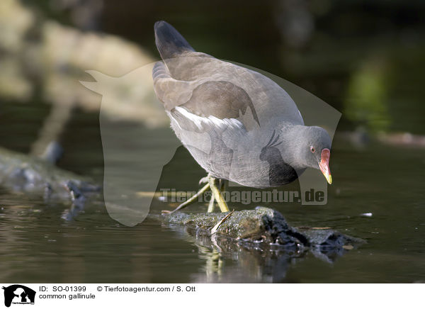 Teichhuhn / common gallinule / SO-01399
