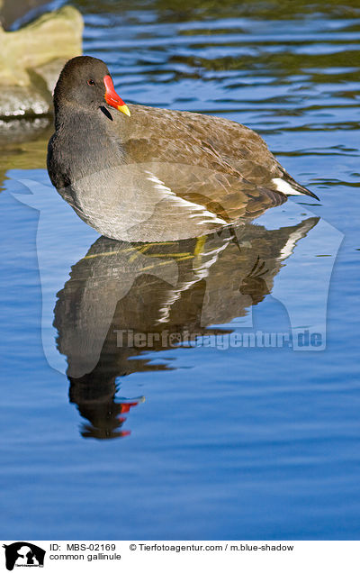 Teichhuhn / common gallinule / MBS-02169